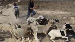 مستوطنون يهاجمون رعاة الأغنام في مسافر يطا جنوب الخليل