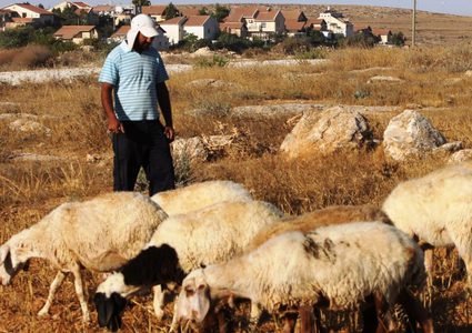مستوطنون يطردون رعاة أغنام من منطقة البويب شرق يطا