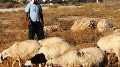 مستوطنون يطردون رعاة أغنام من منطقة البويب شرق يطا