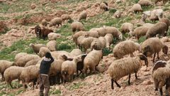 مستوطنون يسرقون 10 رؤوس أغنام في سلفيت