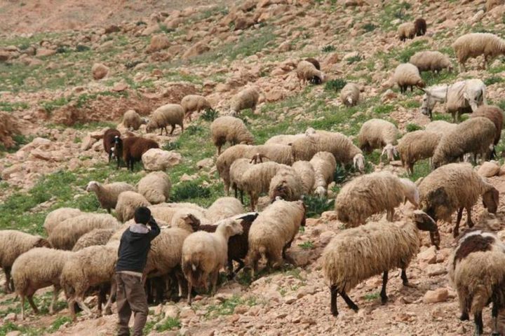 مستوطنون يسرقون 10 رؤوس أغنام في سلفيت