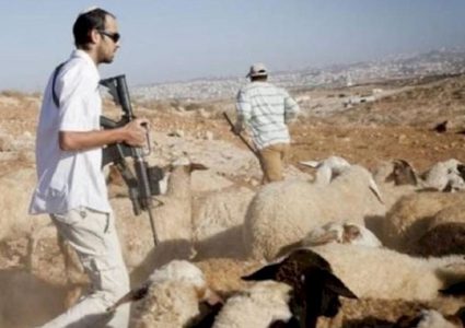 تحت تهديد السلاح: مستوطن يطارد رعاة الأغنام في قرية كيسان شرق بيت لحم