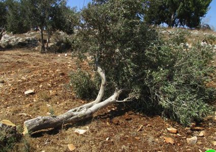 الاحتلال يجرف أرضا ويهدم بركسا ويقتلع أشجار زيتون في القدس