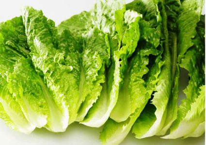 تناول الأنسولين النباتي المشتق من الخس عن طريق الفم