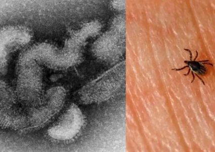 اليابان: تسجيل أول وفاة بفيروس أوز Oz