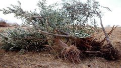 قوات الاحتلال تقتلع أشجار زيتون شرق بيت لحم