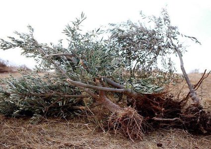 قوات الاحتلال تقتلع أشجار زيتون شرق بيت لحم