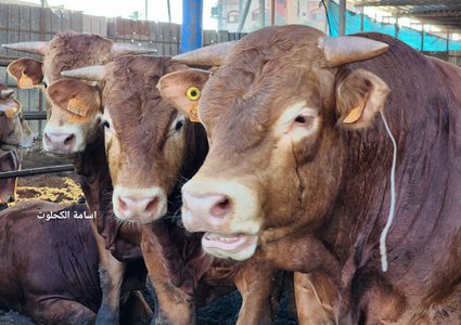 جولة في "سوق الحلال" بالبريج استعدادا لعيد الأضحى