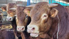 وسط إقبال كبير.. جولة في "سوق الحلال" بالبريج استعدادا لعيد الأضحى