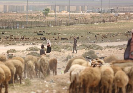 إصابة 3 مواطنين في اعتداءات للمستوطنين شمال غرب أريحا