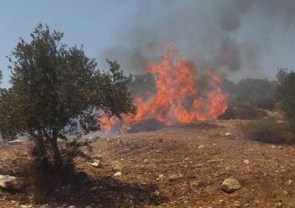 مستوطنون يحرقون أشجارا ويخربون ممتلكات متنزه في قراوة بني حسان