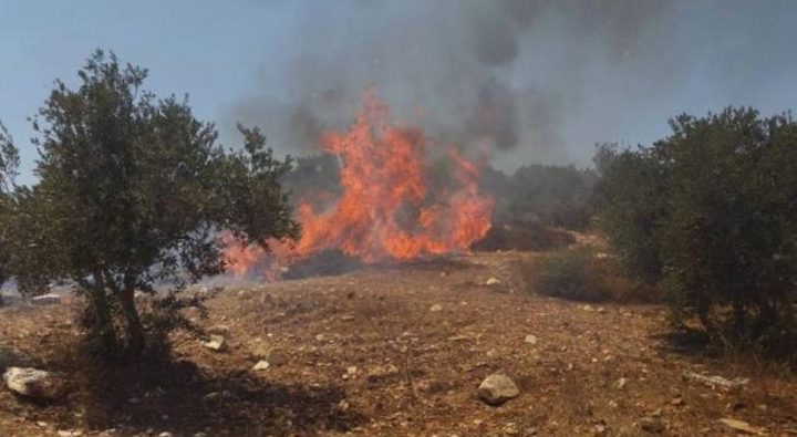 مستوطنون يحرقون أشجارا ويخربون ممتلكات متنزه في قراوة بني حسان