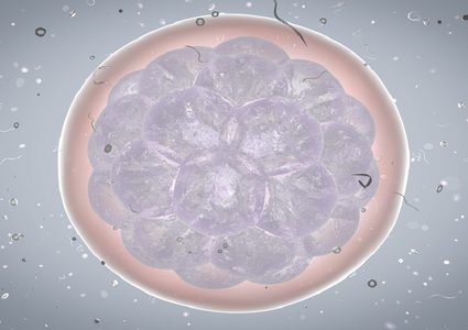 خلايا جنينية تدمر نفسها لحماية الجنين من الأخطاء الجينية