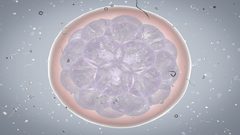 خلايا جنينية تدمر نفسها لحماية الجنين من الأخطاء الجينية