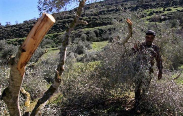 قوات الاحتلال تقتلع وتكسر 340 شجرة زيتون غرب سلفيت