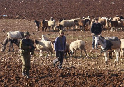 الاحتلال يعتقل راعي أغنام في سلفيت