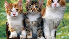 دراسة تؤكد أن القطة تُميز صوت صاحبها