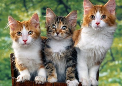 دراسة تؤكد أن القطة تُميز صوت صاحبها