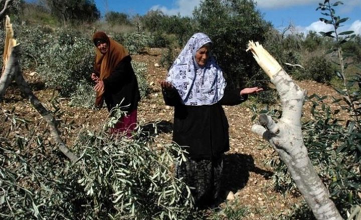 الاحتلال يقتلع عشرات الأشجار المثمرة في حوسان غرب بيت لحم