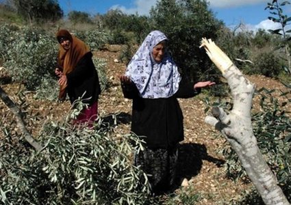 الاحتلال يقتلع عشرات الأشجار المثمرة في حوسان غرب بيت لحم