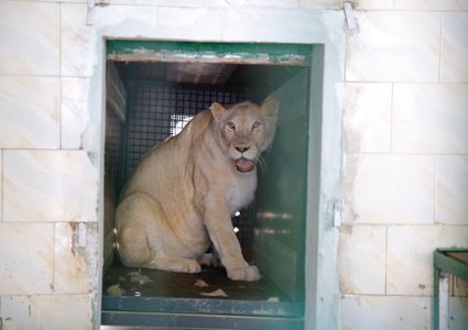 بالصور: رفد حديقة الحيوانات الوطنية بقلقيلية بثلاثة حيوانات مفترسة