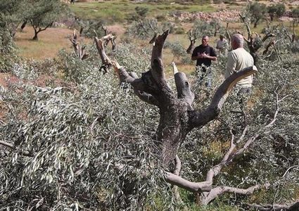 مستوطنون يقتلعون 150 شتلة زيتون وأشجارا مثمرة في الظاهرية جنوب الخليل