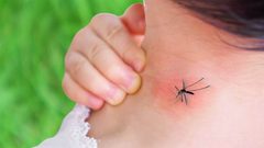 الصحة العالمية تحذر من تفشي حمى الضنك