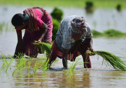 الهند تهدد بحظر تصدير الأرز… والجوع يتهدد ملايين البشر