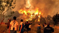 مصرع 15 شخصا في حرائق غابات شمال الجزائر