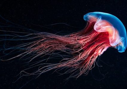 باحثون يعلنون عن أقدم قناديل البحر عمرها أكثر من 500 مليون سنة