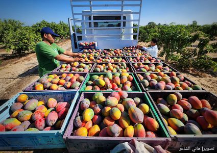 قطف ثمار فاكهة المانجا في قطاع غزة