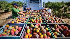 قطف ثمار فاكهة المانجا في قطاع غزة