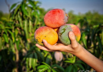 قطف ثمار فاكهة المانجا في قطاع غزة
