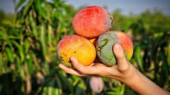 قطف ثمار فاكهة المانجا في قطاع غزة