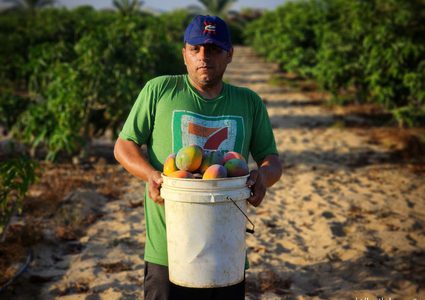 قطف ثمار فاكهة المانجا في قطاع غزة