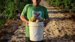 قطف ثمار فاكهة المانجا في قطاع غزة