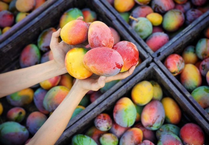 قطف ثمار فاكهة المانجا في قطاع غزة