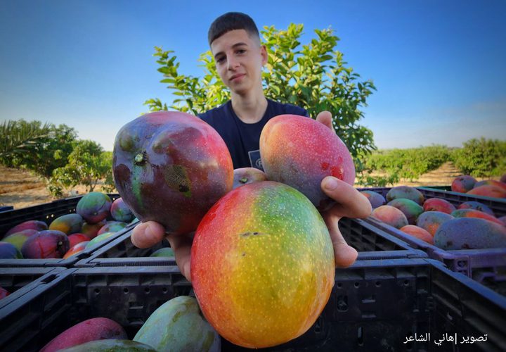 قطف ثمار فاكهة المانجا في قطاع غزة