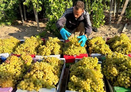 مزارعون يقطفون "عنب الشيخ عجلين" في قطاع غزة