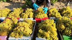 مزارعون يقطفون "عنب الشيخ عجلين" في قطاع غزة