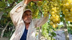 مزارعون يقطفون "عنب الشيخ عجلين" في قطاع غزة