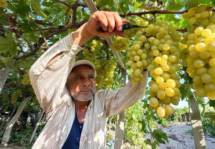 مزارعون يقطفون "عنب الشيخ عجلين" في قطاع غزة