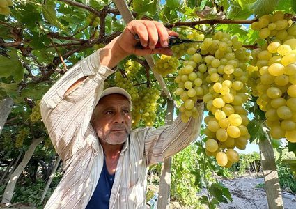 مزارعون يقطفون "عنب الشيخ عجلين" في قطاع غزة