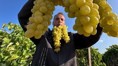 مزارعون يقطفون "عنب الشيخ عجلين" في قطاع غزة