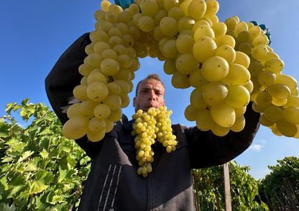 مزارعون يقطفون "عنب الشيخ عجلين" في قطاع غزة