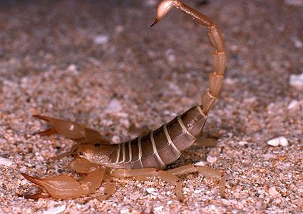 إصابة خطيرة لرضيعة إثر تعرضها للدغة عقرب في كسيفة في النقب