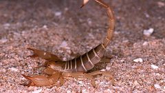 إصابة خطيرة لرضيعة إثر تعرضها للدغة عقرب في كسيفة في النقب