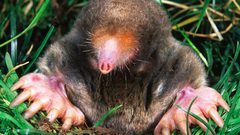 حيوانات الخلد الجديدة… مفاجأة علمية في جبال تركيا