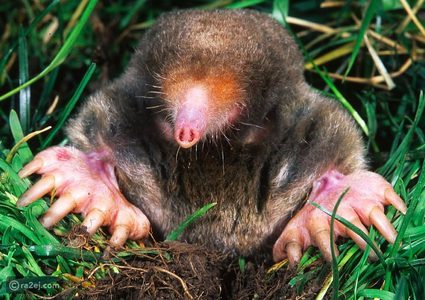 حيوانات الخلد الجديدة… مفاجأة علمية في جبال تركيا