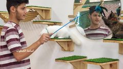 "مياو كافيه" أول كافيه من نوعه لمحبي القطط بغزة